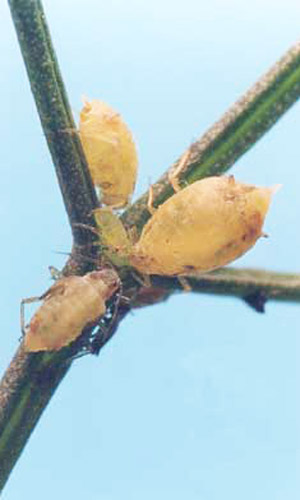 Colony of coriander aphids, Hyadaphis coriandri (Das), on fennel. 