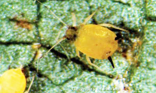 Wingless adult (yellow morph) melon aphid, Aphis gossypii Glover. 
