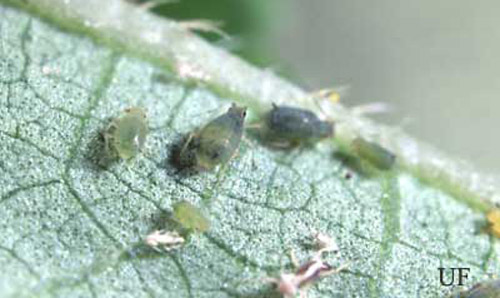 Melon aphids, Aphis gossypii Glover, on okra.