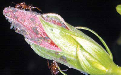 Melon aphids, Aphis gossypii Glover, tended by ants. 