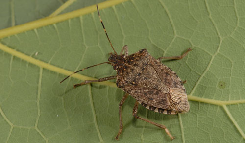 An adult brown marmorated stink bug, Halyomorpha halys (Stål).