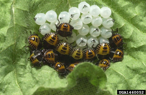 Recently hatched nymphs of the brown marmorated stink bug, Halyomorpha halys (Stål), aggregated near their egg clutch. 