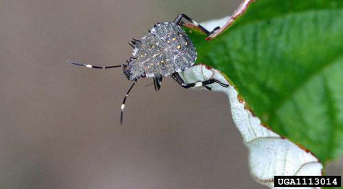 Late instar nymph of the brown marmorated stink bug, Halyomorpha halys (Stål).