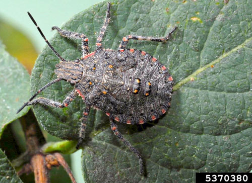 Late instar nymph from the genus Brochymena.