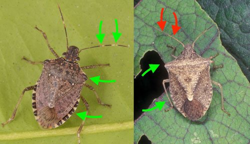The key diagnostic features of an adult brown marmorated stink bug, Halyomorpha halys 