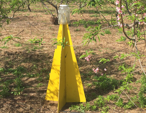 A pyramid trap used to monitor stink bugs in a peach orchard.
