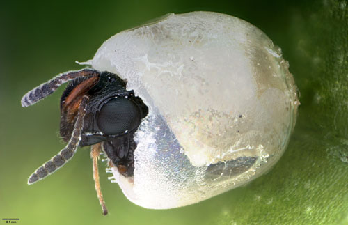 The samurai wasp, Trissolcus japonicus (Ashmead), an egg parasitoid of the brown marmorated stink bug, Halyomorpha halys (Stål), emerging from a stink bug egg.