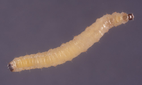 Larva of banded cucumber beetle, Diabrotica balteata LeConte.
