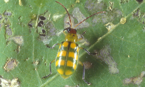 Adult banded cucumber beetle, Diabrotica balteata LeConte
