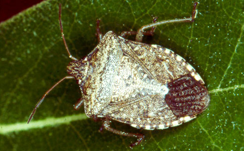 Adult brown stink bug, Euschistus servus (Say). 