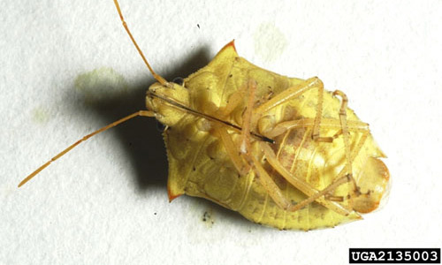 Ventral view of adult male brown stink bug, Euschistus servus (Say). 