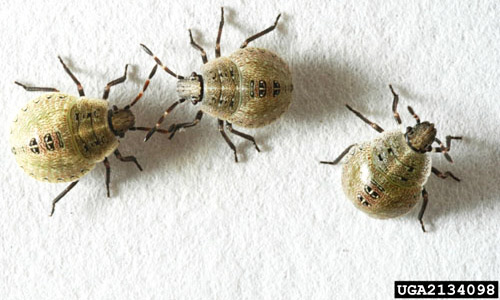 Fed third instar nymphs of the brown stink bug, Euschistus servus (Say).