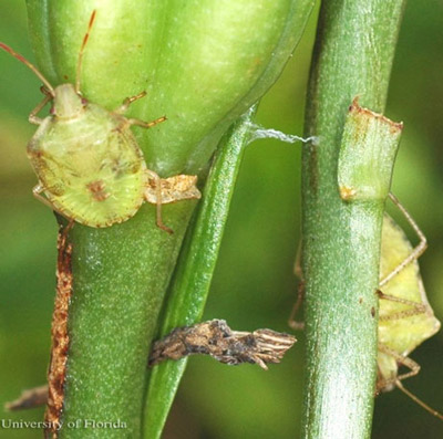 Nymph (left) and adult (right) brown stink bug, Euschistus servus (Say). 