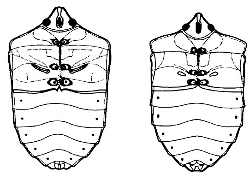 Ventral surface of stink bugs. Scent gland location near base of middle legs, elongate (left) and not elongate (right).