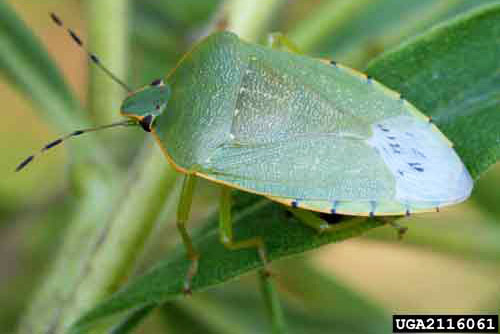 Dorsal view of an adult green stink bug, Chinavia halaris (Say). 