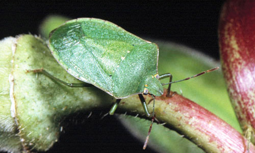 Adult southern green stink bug, Nezara viridula (Linnaeus). 