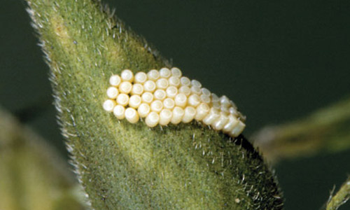 Eggs of the southern green stink bug, Nezara viridula (Linnaeus).