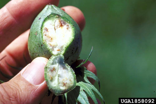 Feeding damage to cotton boll by the southern green stink bug, Nezara viridula (Linnaeus). 