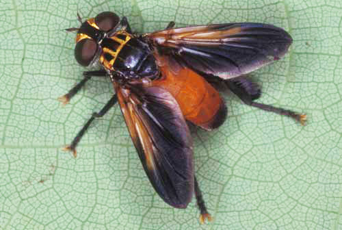 Adult Trichopoda pennipes, a tachinid fly, that parasitizes the southern green stink bug, Nezara viridula (Linnaeus). 
