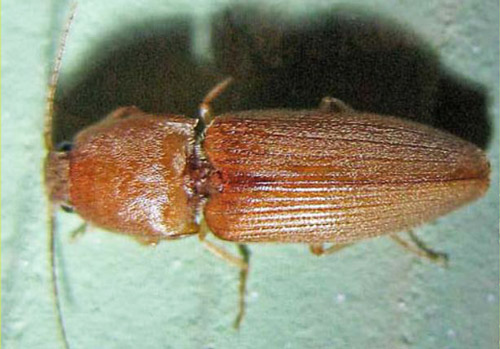Adult Conoderus scissus Schaeffer, a wireworm.