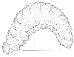 Larva.(Horizontal line = 2 mm). 