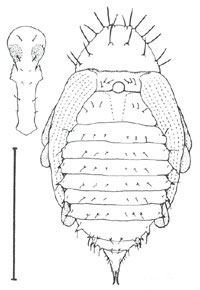 Dorsal view of pupa with head and rostrum shown in ventral view. 
