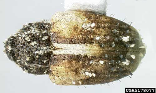 Adult Cuban pepper weevil, Faustinus cubae (Boheman), dorsal view.