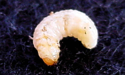 Larva of the Cuban pepper weevil, Faustinus cubae (Boheman).