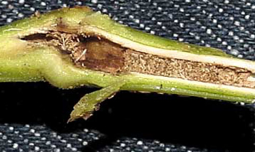 Feeding damge to plant stalk caused by larva of the Cuban pepper weevil, Faustinus cubae (Boheman). Adult is shown to the left. 