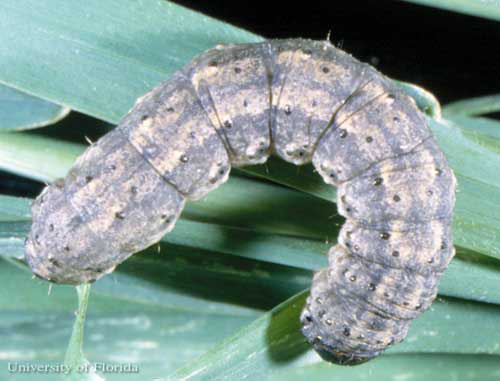 Dorsal view of the larva of a black cutworm
