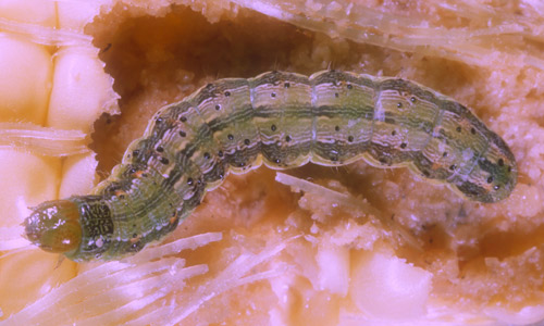 Larva of corn earworm, Helicoverpa zea (Boddie), darker form. 