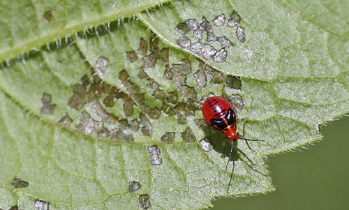 Early instar nymph of fourlined plant bug, Poecilocapsus lineatus (Fabricius), with feeding damage.