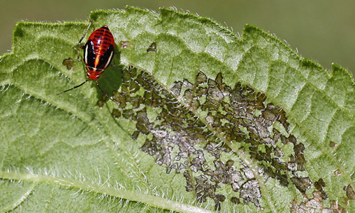 Late instar nymph of fourlined plant bug, Poecilocapsus lineatus (Fabricius), with feeding damage. 