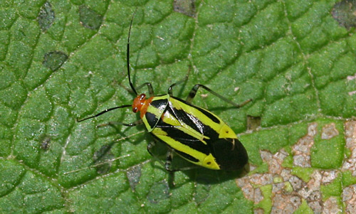 Adult fourlined plant bug, Poecilocapsus lineatus (Fabricius), with associated damage.