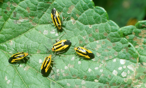 Fourlined plant bug, Poecilocapsus lineatus (Fabricius), adults feeding, with associated damage.