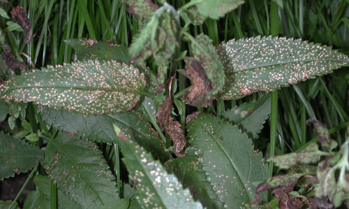 Withered shoot tips from severe fourlined plant bug, Poecilocapsus lineatus (Fabricius) feeding damage.