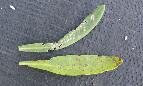 Comparison of feeding spots from fourlined plant bug, Poecilocapsus lineatus (Fabricius) (upper leaf) and Septoria leaf spot disease (lower leaf) on lavender.