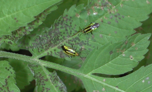 Heavy feeding on leaves with adult fourlined plant bug, Poecilocapsus lineatus (Fabricius). 