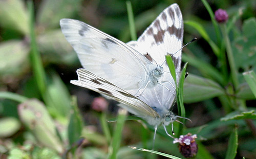 Courting checkered white butterflies, Pontia protodice (Boisduval & Leconte) - male above. 