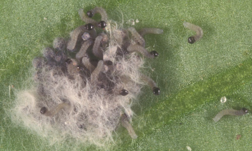 Partly grown larvae of the beet armyworm, Spodoptera exigua (Huebner), showing variation in color pattern. 