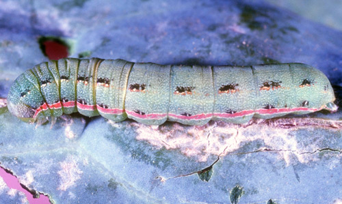Typical mature larva of beet armyworm, Spodoptera exigua (Huebner).