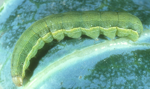 Adult beet armyworm. Spodoptera exigua (Huebner).