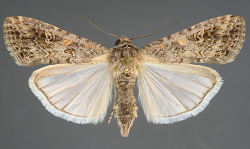 Adult beet armyworm, Spodoptera exigua (Hübner). 