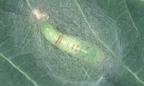 New pupa of the cabbage looper, Trichoplusia ni (Huebner). 