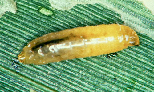Larva of the corn blotch leafminer, Agromyza parvicornis Loew.
