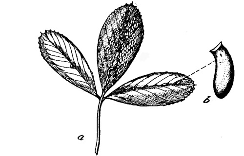 (a) Eggs of the garden fleahopper, Halticus bractatus (Say) on alfalfa leaf (b) Egg (enlarged)