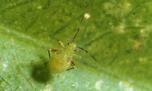 Nymph of garden fleahopper, Halticus bractatus (Say). 