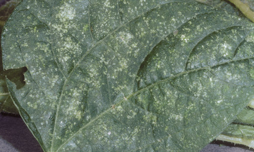 Leaf spotting caused by feeding of garden fleahopper, Halticus bractatus (Say). 