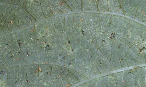 Fecal spots from the garden fleahopper, Halticus bractatus (Say), on underside of leaf.