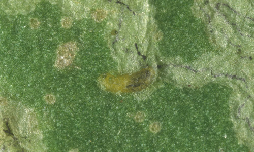 Larva of the American serpentine leafminer, Liriomyza trifolii (Burgess), in a mine in a squash (?) leaf. 